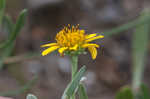 Bushy seaside tansy